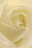 Drawing closer into the delicate folds of this cream-hued rose, one feels enveloped by its soft embrace-each petal unfurling like a gentle sigh at dawn in Beckenham. The bloom's spiraled center exudes calm, layered with whisper-thin, velvet textures that catch the light and cradle subtle shadows. There's a luminous serenity, reminiscent of a quiet morning by Beckenham Place Park, where every detail invites reflection. The atmosphere is one of quiet reverence, perfectly suited for moments when empathy, admiration, or hope must be conveyed with grace. The subtle, sweet perfume of the rose is almost perceptible, adding a note of comfort to its visual elegance. Crafted by an expert hand, the arrangement speaks to the city's tradition of thoughtful gifting, capturing the artistry and sensitivity behind every special occasion. In this intimate portrait, the rose becomes more than a flower-it's a gentle, local gesture designed to honour life's tender milestones and beginnings.